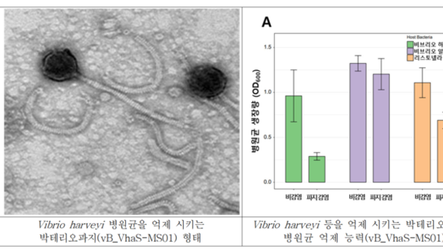 비브리오 병원균 등 증식 억제하는 친환경 생물제재 기술 민간에